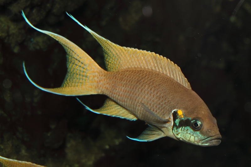 Neolamprologus brichardi 'Kiriza'